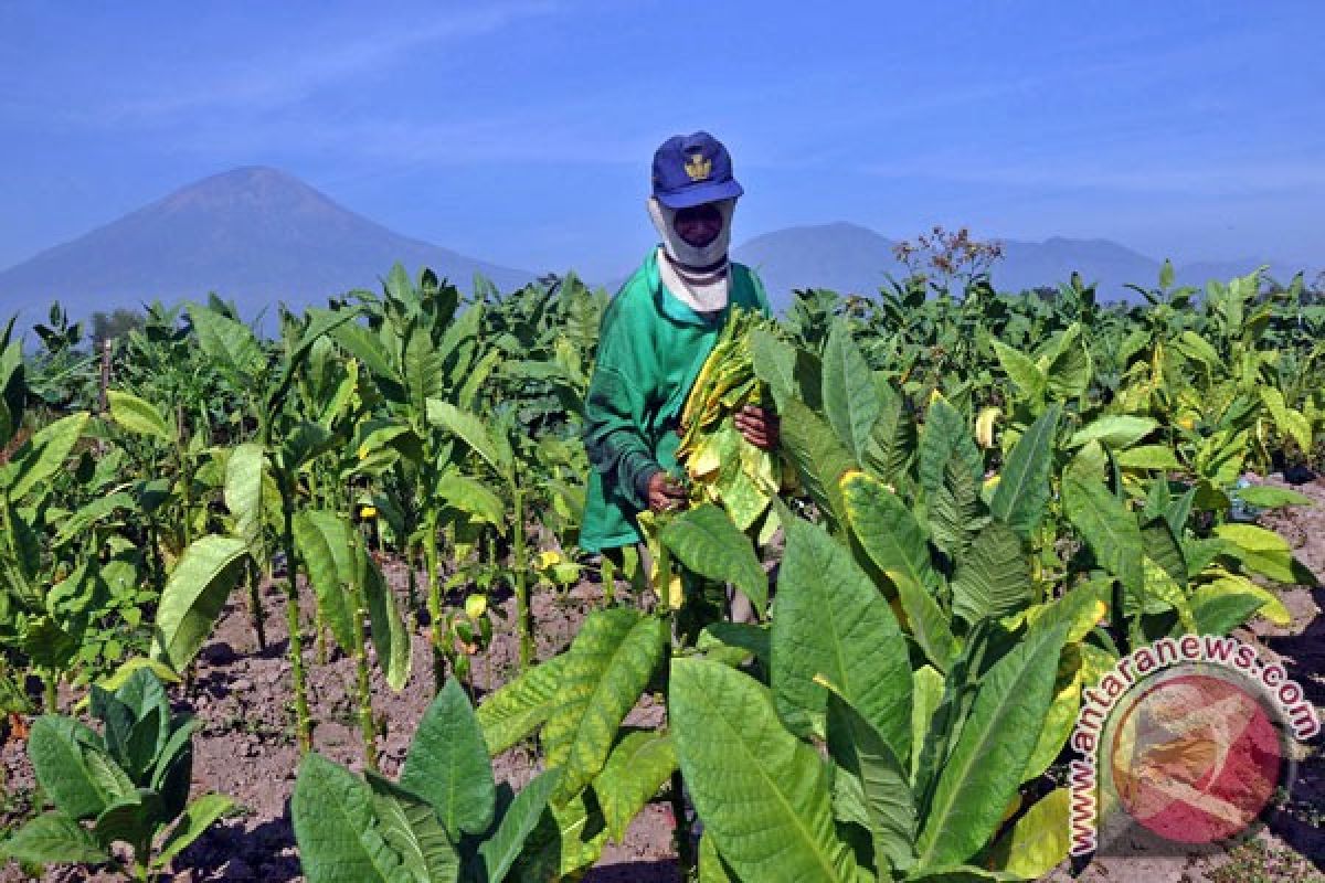 Essence Daun Jati Basah: Rahasia Kehidupan dan Kesehatan dari Lereng Merbabu