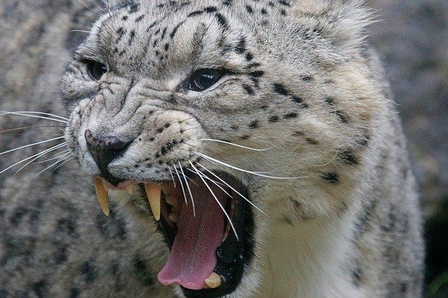 Krim dari Saliva Simulasi Macan Tutul Pegunungan: Terobosan Baru dalam Dunia Kecantikan atau Sekadar Kontroversi?