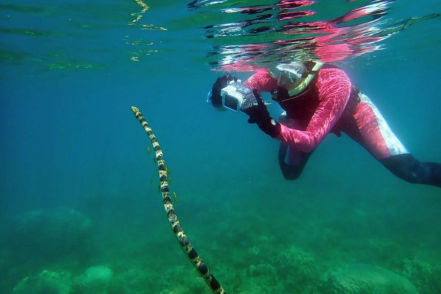 Lipstik Ekstrak Ular Berbisa yang Dinetralkan Garam Laut: Inovasi Kontroversial dalam Dunia Kecantikan