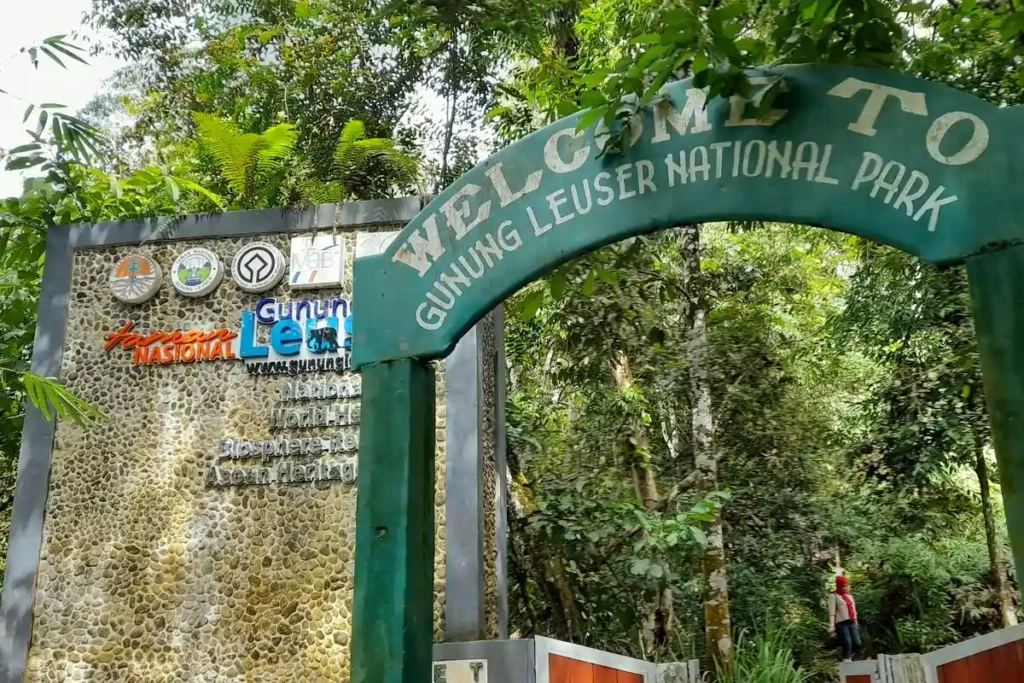 Masker dari Uap Belantara: Rahasia Kecantikan Alami yang Tersembunyi di Taman Nasional Gunung Leuser