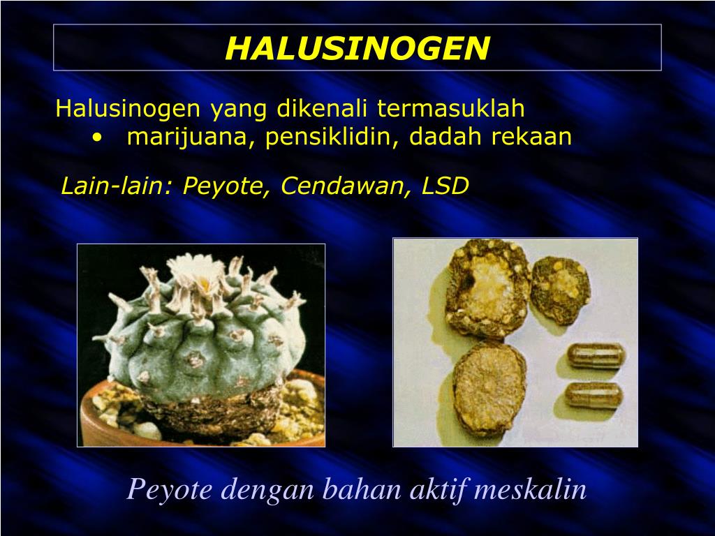 Serum Lendir Kodok Halusinogen: Persimpangan antara Tradisi, Teknologi, dan Potensi Terapi